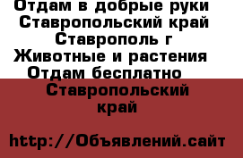 Отдам в добрые руки - Ставропольский край, Ставрополь г. Животные и растения » Отдам бесплатно   . Ставропольский край